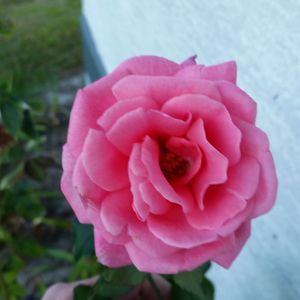 Meet your Posher, Sheila